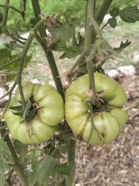 Tomato Seeds