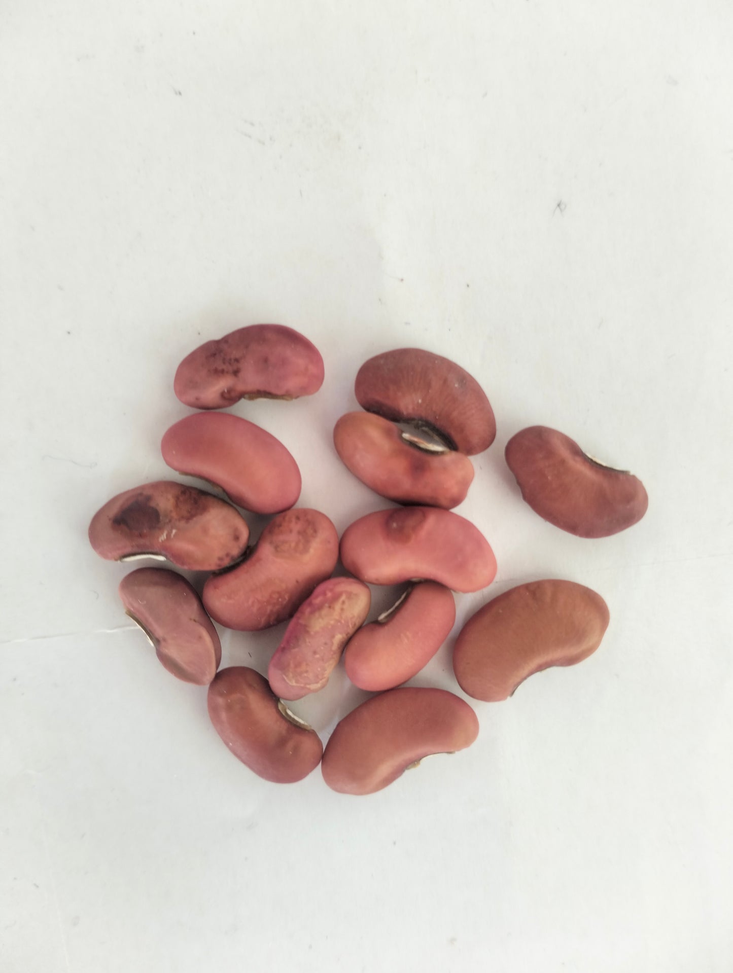 Yard long bean seeds