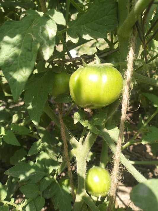 Tomato Seeds
