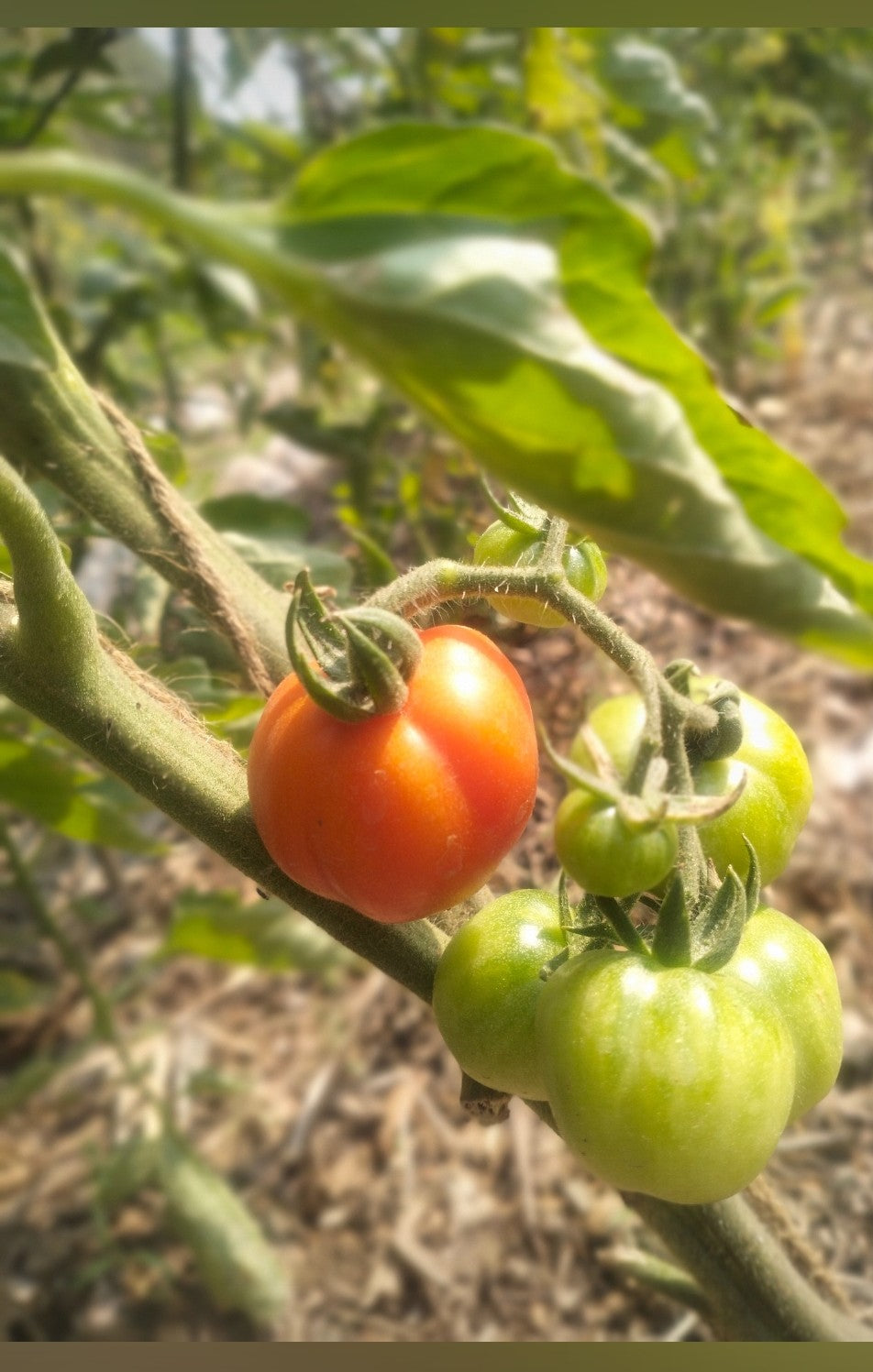 Tomato Seeds