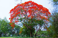 Gulmohar tree seeds