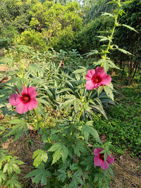 Hibiscus Seeds