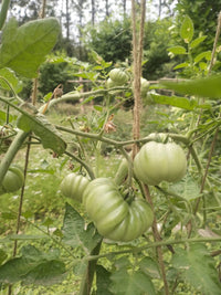 Tomato Seeds