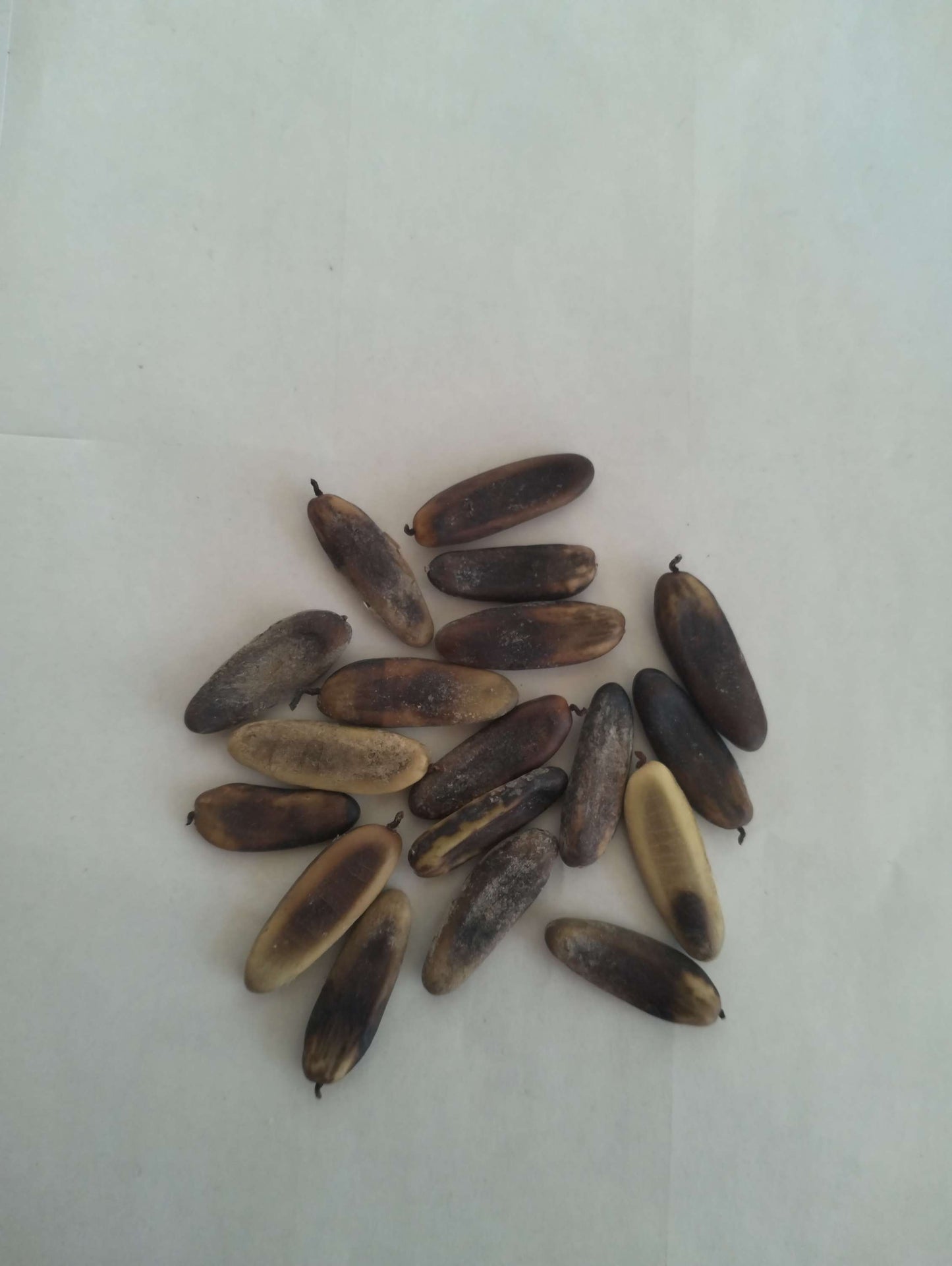 Gulmohar tree seeds