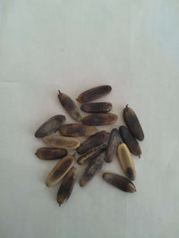Gulmohar tree seeds