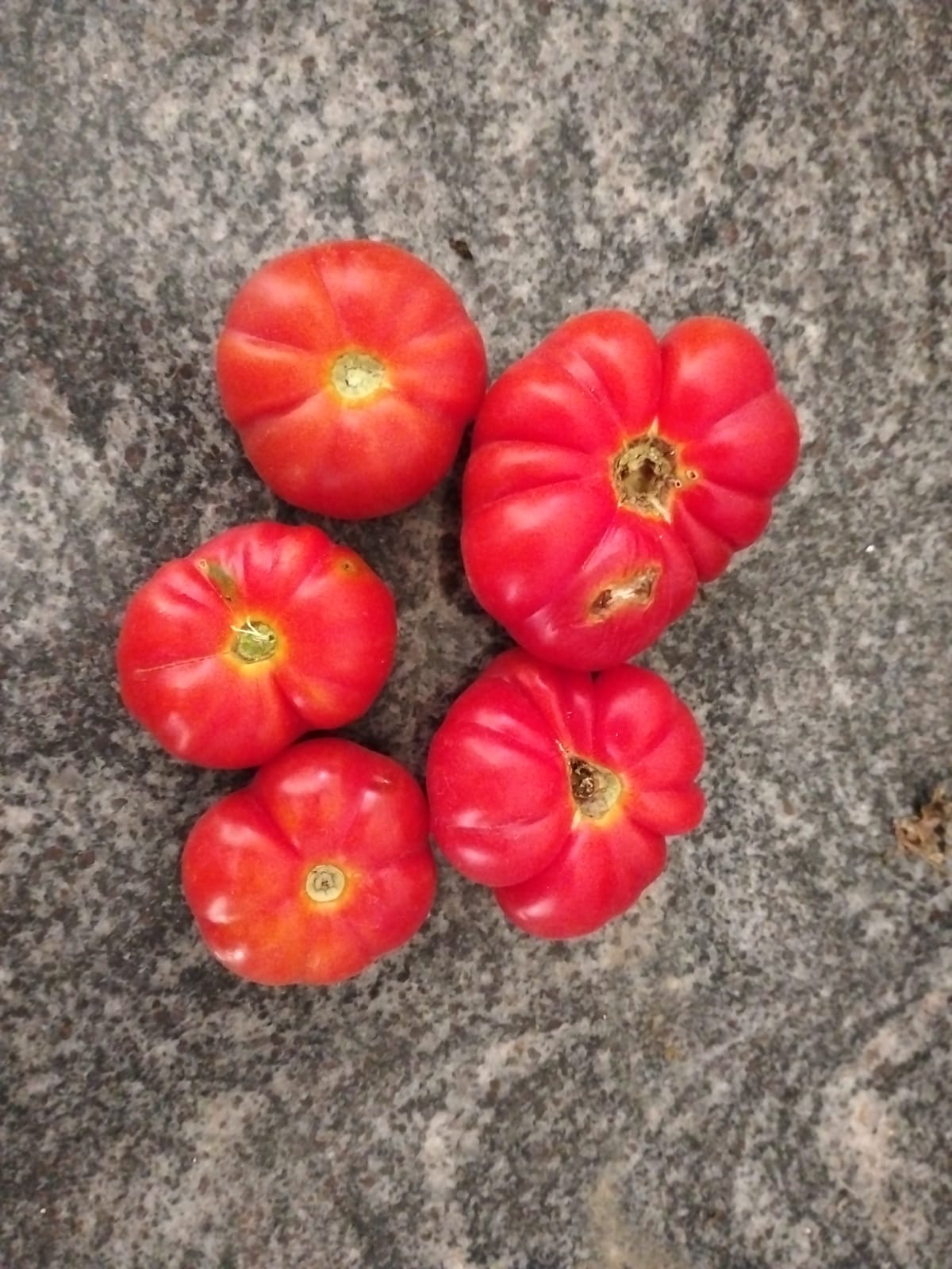 Tomato Seeds