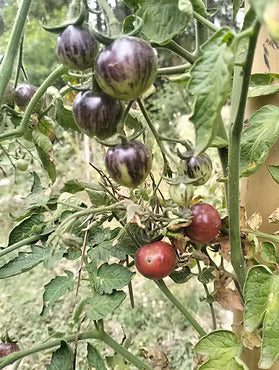 Tomato Seeds - Black Strawberry