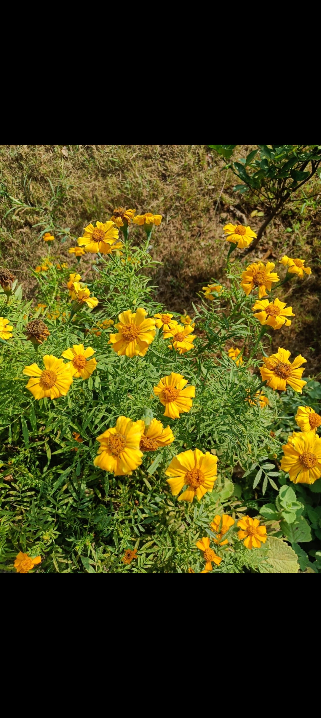 Marigold Seeds