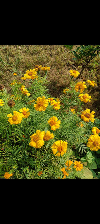 Marigold Seeds