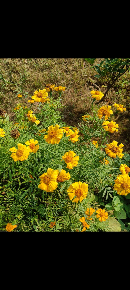 Marigold Seeds