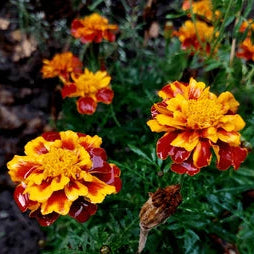 Marigold Seeds  (Small Brown)