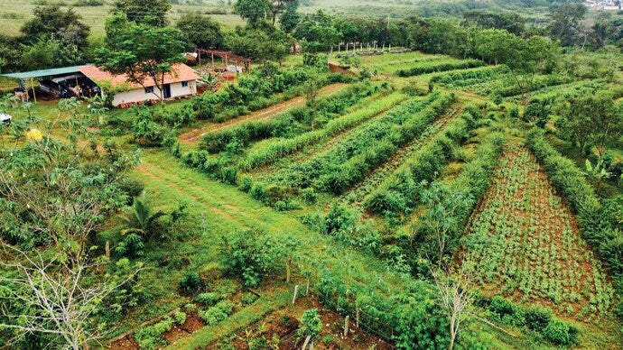 Growing Permaculture | Back to nature