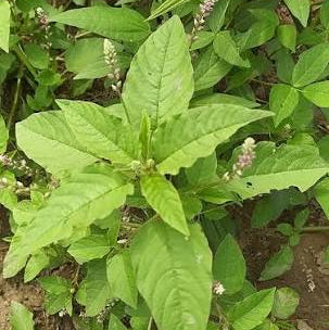 Pigweed | Chinese Spinach | Tandla Seeds