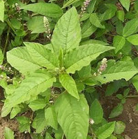 Pigweed | Chinese Spinach | Tandla Seeds